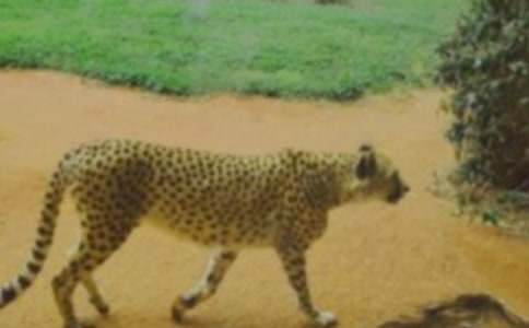 管理学作业:《狮子让豹子给狼分肉》读后感(通用10篇)