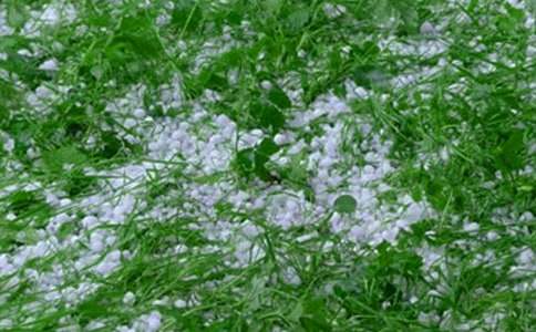 关于冰雹的作文500字（精选35篇）