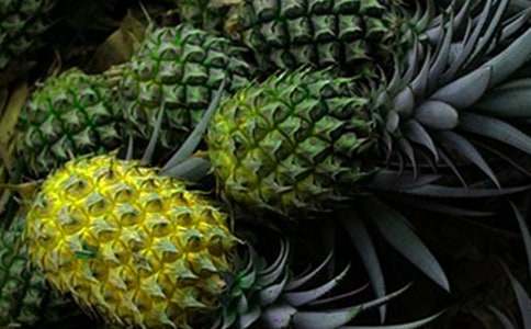 大菠萝活动教案