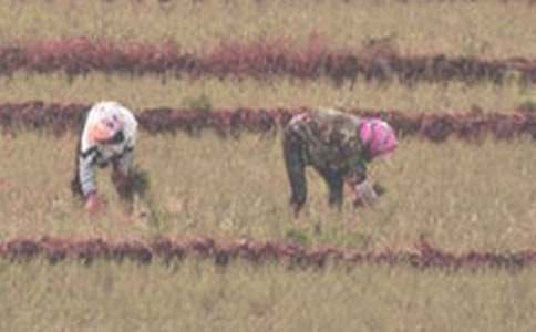 插秧酒香飘田野随笔散文