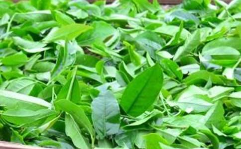 茶叶种植收购合同范本