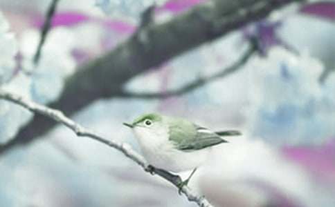 世界野生动植物日活动方案