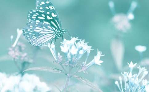 野生动植物进出口证书管理办法全文