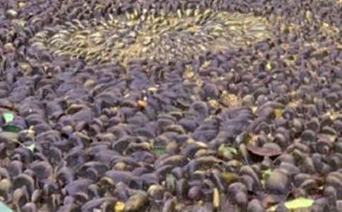 大班综合活动方案我和鹅卵石交朋友