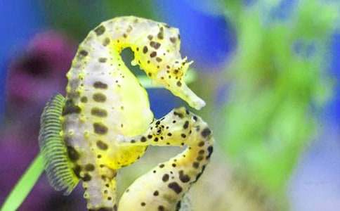 海马记忆训练方法