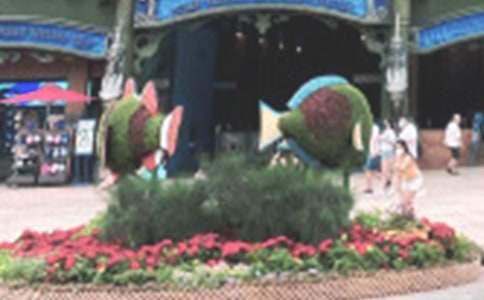 香港海洋公园导游词范文