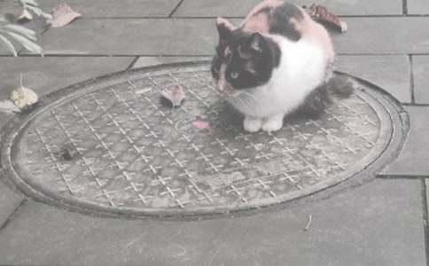 盖好井盖小学作文