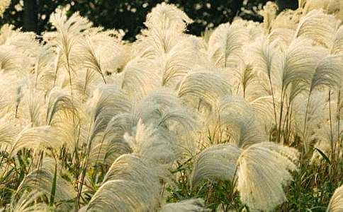 家乡的芦苇作文