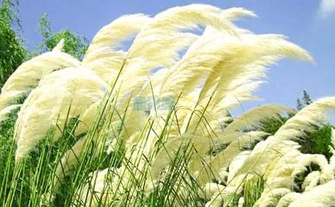 大树和芦苇读后感（精选11篇）