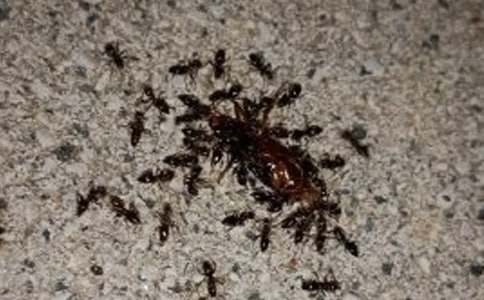 蚂蚁搬豆体育教案