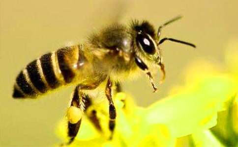 《蜜蜂》教案优秀15篇[优]