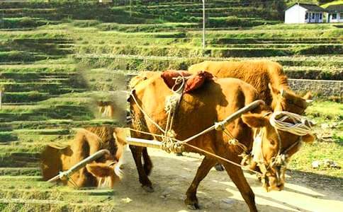 【推荐】牛车上的帐篷作文