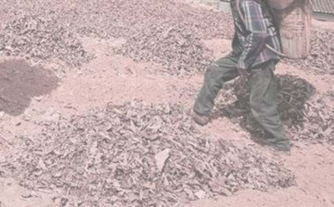 农活社会实践报告