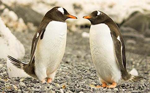 关于企鹅的动物作文（精选42篇）