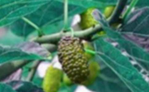 好吃的桑果小学作文