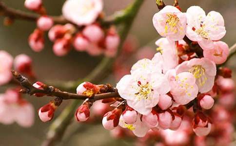 《桃花心木》读后感