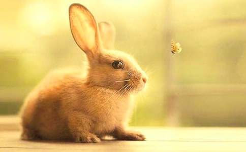 关于可爱的兔子作文四篇