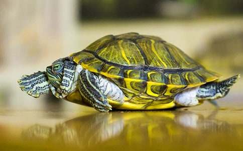 小班科学教案：有趣的小乌龟（精选12篇）