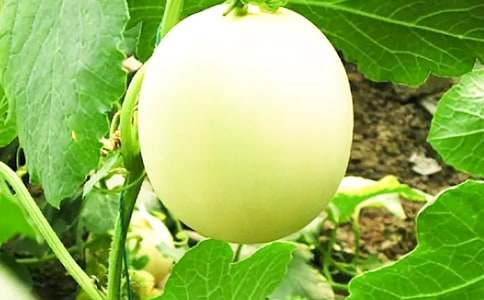 香瓜的功效与作用