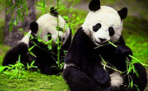 大熊猫动物作文