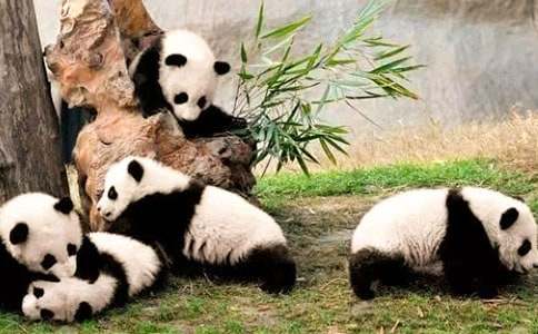 【必备】熊猫的作文三篇