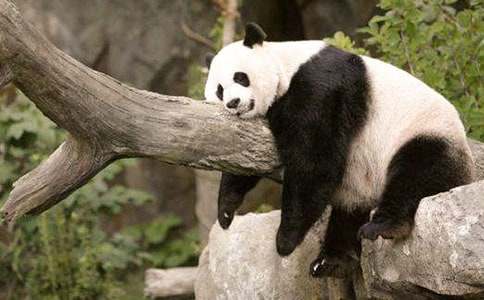 （热门）关于国宝大熊猫的作文