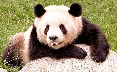 介绍国宝熊猫的作文