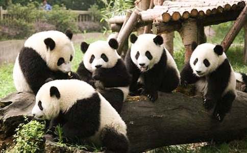 【热门】大熊猫的作文3篇