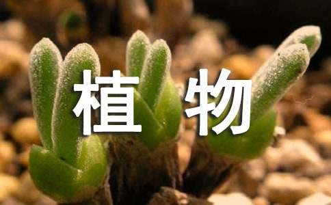 【热门】植物描写作文五篇