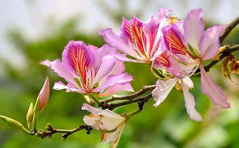 紫荆花的作文3篇