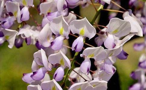实用的紫藤花作文4篇