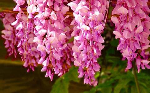 《紫藤花语》的艺术特色杂文随笔