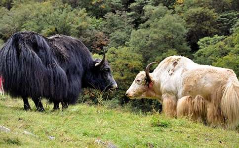 牦牛动物养殖项目建议书