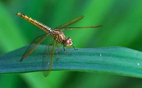 保护蜻蜓的倡议书 保护蜻蜓的倡议书怎么写