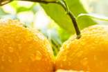 橙子香气-随笔