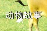 关于《益智动物故事》读后感的作文