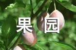 丰收的果园教案