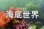 《海底世界》优秀教学教案