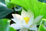 【热】荷花的作文