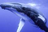 关于鲸鱼的谜语