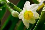 水仙开花