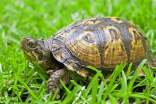 小乌龟