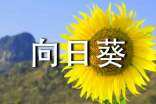向日葵教案