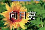 种向日葵作文