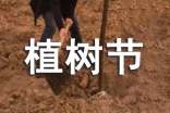 幼儿园植树节活动策划方案