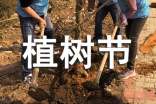 植树节倡议植树标语口号一览