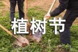街道植树节活动方案