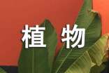【必备】植物的作文300字三篇