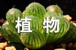 我喜欢的植物小学作文
