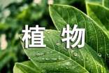 关于我最喜欢的植物作文3篇